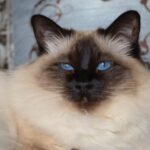 【バリニーズ】性格・飼い方・かかりやすい病気まで完全解説！相性診断つき