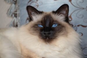 【バリニーズ】性格・飼い方・かかりやすい病気まで完全解説！相性診断つき