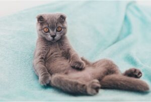 猫の骨軟骨異形成。折れ耳・短足・鼻ペチャの猫種は要注意！飼い主ができる対策は？