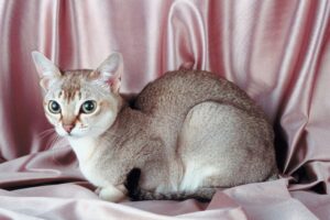 シンガプーラ