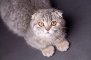 【スコティッシュフォールド】性格・飼い方・かかりやすい病気まで完全解説|相性診断つき