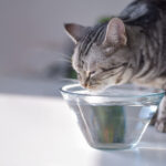 猫　水　軟水化　ミネラル除去　腎臓病　尿路結石　対策