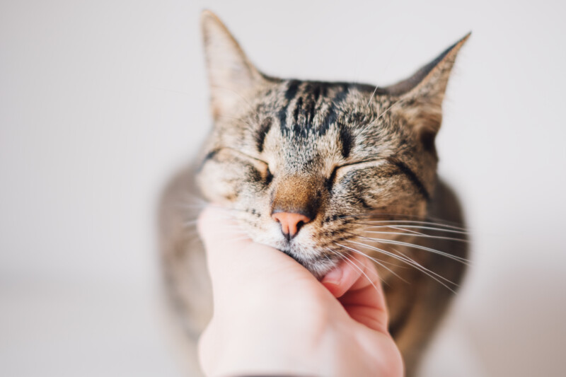 猫のゴロゴロ音が人にもたらす効果。脳の活性化や骨の強化、幸福感や癒し効果など