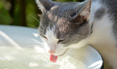 猫が水を飲まない！水分不足は病気の原因に。飲まない理由と対処法7つ