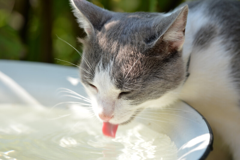 猫が水を飲まない！水分不足は病気の原因に。飲まない理由と対処法7つ