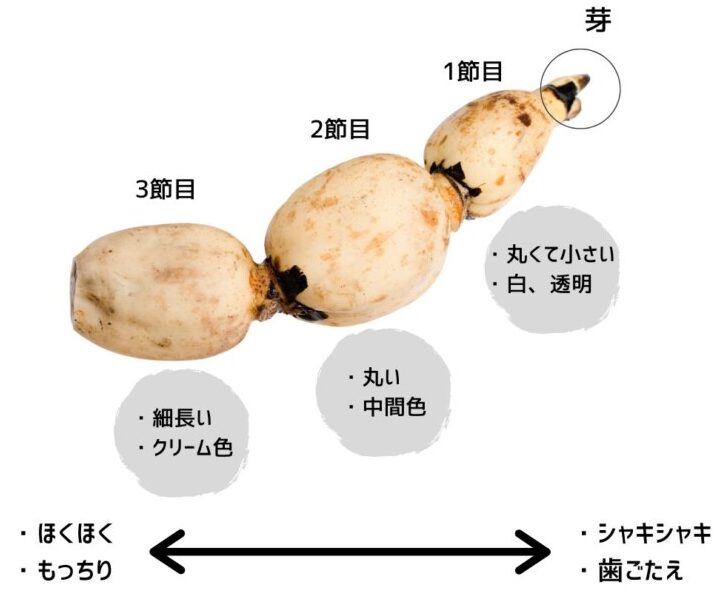 猫はれんこんを食べても大丈夫！抗酸化作用や腸内環境の改善。部位による栄養素や食感についても