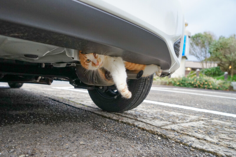 春と秋は猫バンバン！ちょっとした作業で救える命。悲しい事故を避けるために運転手にしてほしいこと