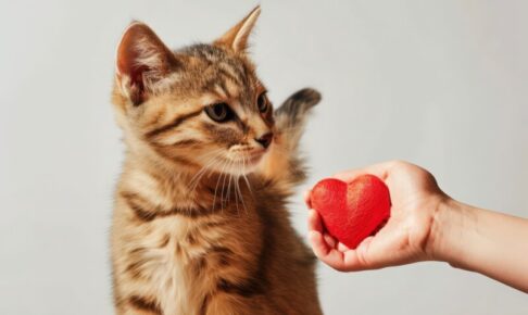 猫の輸血について。もしものときのために知っておこう！獣医療における輸血の現状とリスクについて解説