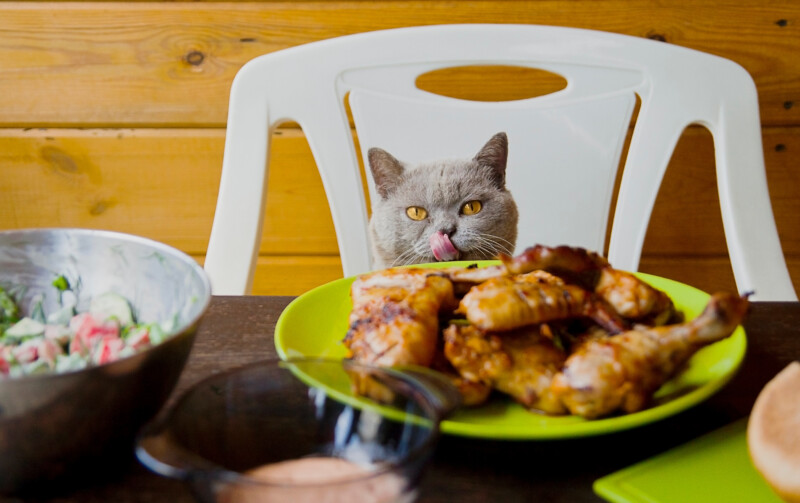 猫が焦げたものを食べた！焦げた食品の有害物質や発がん性のリスクについて解説