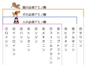 猫はアルギニンが欠かせない！血管拡張作用や創傷治癒の促進、がんの成長と転移の抑制など