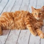 アメリカンボブテイル（american bobtail）特徴、性格、飼い方、かかりやすい病気について