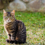 猫の狂犬病。感染リスクと飼い主さんがとるべき予防策