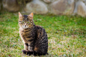 猫の狂犬病。感染リスクと飼い主さんがとるべき予防策