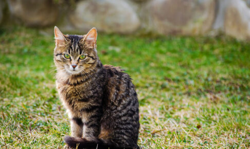 猫の狂犬病。感染リスクと飼い主さんがとるべき予防策