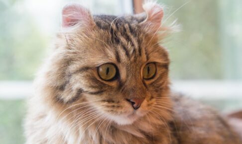 アメリカンカールの性格・飼い方・かかりやすい病気まで完全解説！