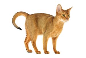 アビシニアン（Abyssinian）特徴、性格、飼い方、かかりやすい病気について