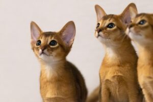 アビシニアン（Abyssinian）特徴、性格、飼い方、かかりやすい病気について