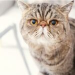 エキゾチックショートヘアの性格・飼い方・かかりやすい病気まで完全解説！相性診断つき