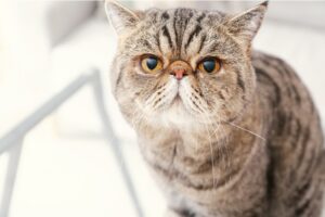 エキゾチックショートヘアの性格・飼い方・かかりやすい病気まで完全解説！相性診断つき