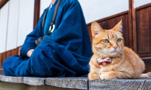 猫が注意すべきお正月の食べ物や飾りは？毒性があるものも！誤飲・誤食しないための対策を解説