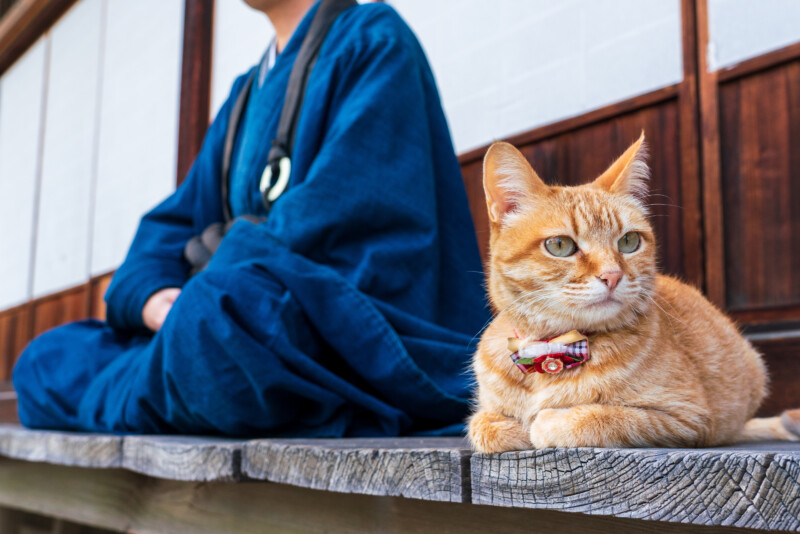 猫が注意すべきお正月の食べ物や飾りは？毒性があるものも！誤飲・誤食しないための対策を解説