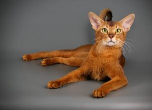 アビシニアン（Abyssinian）特徴、性格、飼い方、かかりやすい病気について