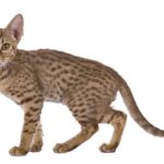 【オシキャット】性格・飼い方・かかりやすい病気まで完全解説｜相性診断つき