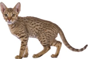 【オシキャット】性格・飼い方・かかりやすい病気まで完全解説｜相性診断つき