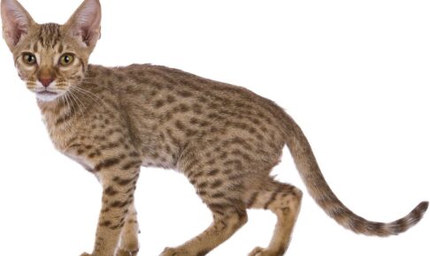 【オシキャット】性格・飼い方・かかりやすい病気まで完全解説｜相性診断つき