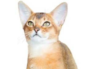 アビシニアン（Abyssinian）特徴、性格、飼い方、かかりやすい病気について