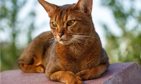 アビシニアン（Abyssinian）特徴、性格、飼い方、かかりやすい病気について