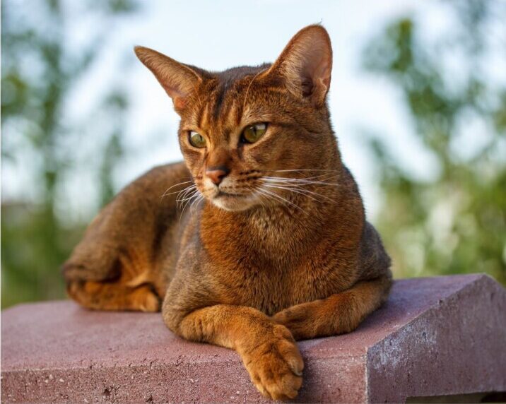 アビシニアン（Abyssinian）特徴、性格、飼い方、かかりやすい病気について