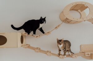 猫も「ひとりぼっち」が怖い？分離不安の原因と飼い主ができること