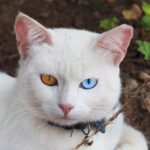 カオマニーの性格・飼い方・かかりやすい病気まで完全解説!