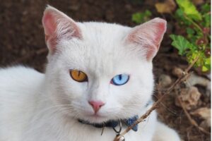 カオマニーの性格・飼い方・かかりやすい病気まで完全解説！