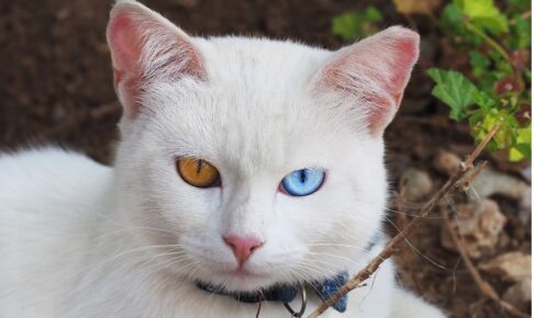 カオマニーの性格・飼い方・かかりやすい病気まで完全解説！