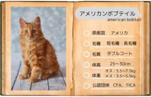 アメリカンボブテイル（american bobtail）特徴、性格、飼い方、かかりやすい病気について