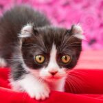 キンカローは“短い足と巻き耳の珍しい猫”。歴史・性格・飼い方・病気を解説