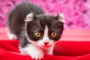 キンカローは“短い足と巻き耳の珍しい猫”。歴史・性格・飼い方・病気を解説
