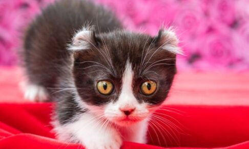 キンカローは“短い足と巻き耳の珍しい猫”。歴史・性格・飼い方・病気を解説