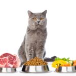 猫の免疫力を高める食べ物や栄養素。風邪や病気に負けないために