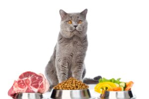 風邪や病気に負けない！猫の免疫力を高める食べ物や栄養素