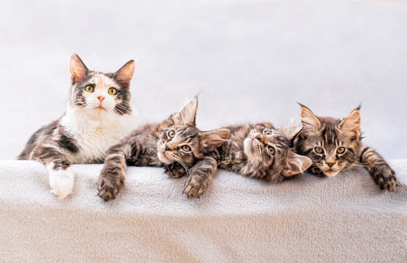 猫の腸内環境改善や免疫力向上にはβグルカン！豊富な食べ物を一覧で解説