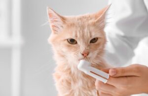 歯周病菌の増殖抑制原料「ローレッシュ」とは？猫のデンタルケアにおける役割と健康効果