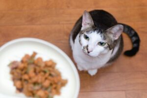 キャットフードの「訳あり」とは?7つの理由と購入時のポイント、安全性を解説