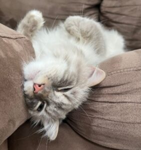 【ラガマフィン】性格・飼い方・かかりやすい病気まで完全解説|相性診断つき