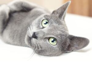 【ロシアンブルー】性格・飼い方・かかりやすい病気まで完全解説|相性診断つき
