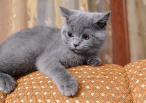【ロシアンブルー】性格・飼い方・かかりやすい病気まで完全解説|相性診断つき