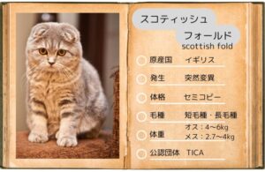 【スコティッシュフォールド】性格・飼い方・かかりやすい病気まで完全解説|相性診断つき