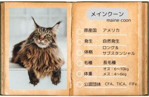 【メインクーン】性格・飼い方・かかりやすい病気まで完全解説|相性診断つき